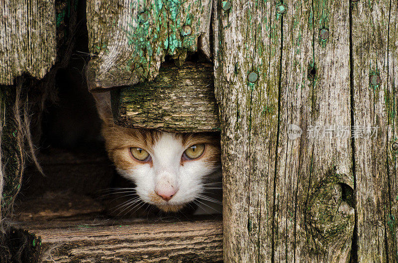 奇怪的猫