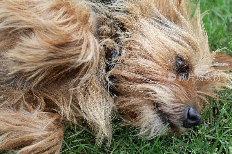 约克郡犬特写肖像