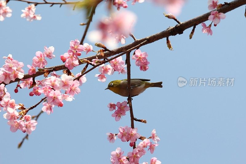 日本樱桃树上的白眼