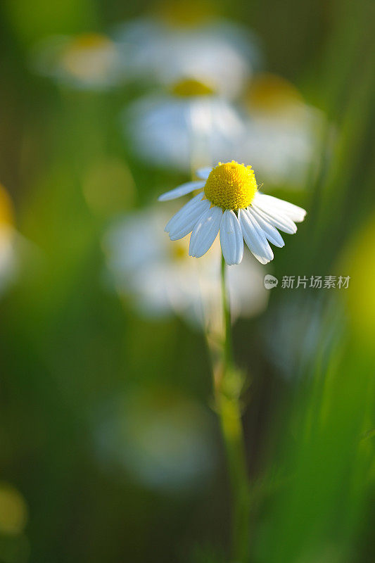 洋甘菊花卉