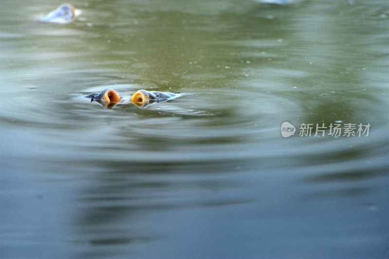 河狸鼠的嘴在湖面上