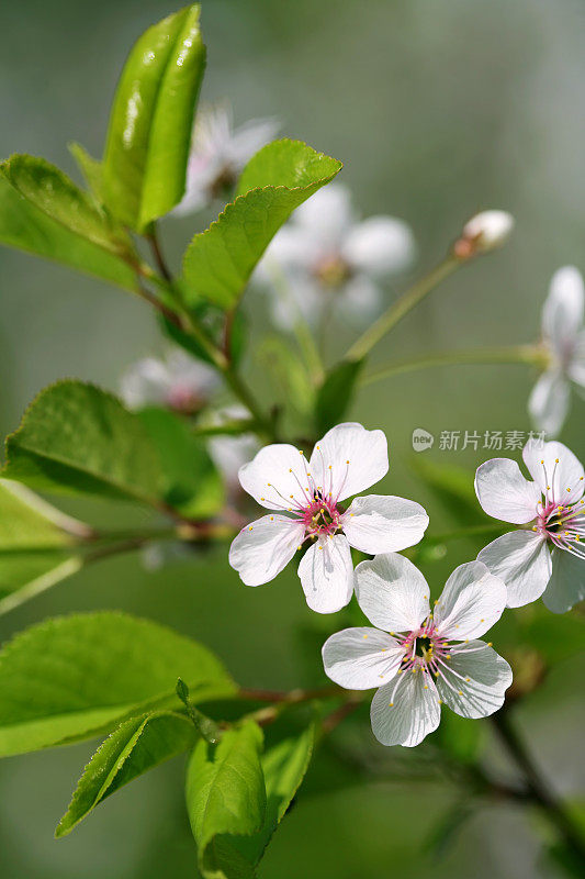 樱花