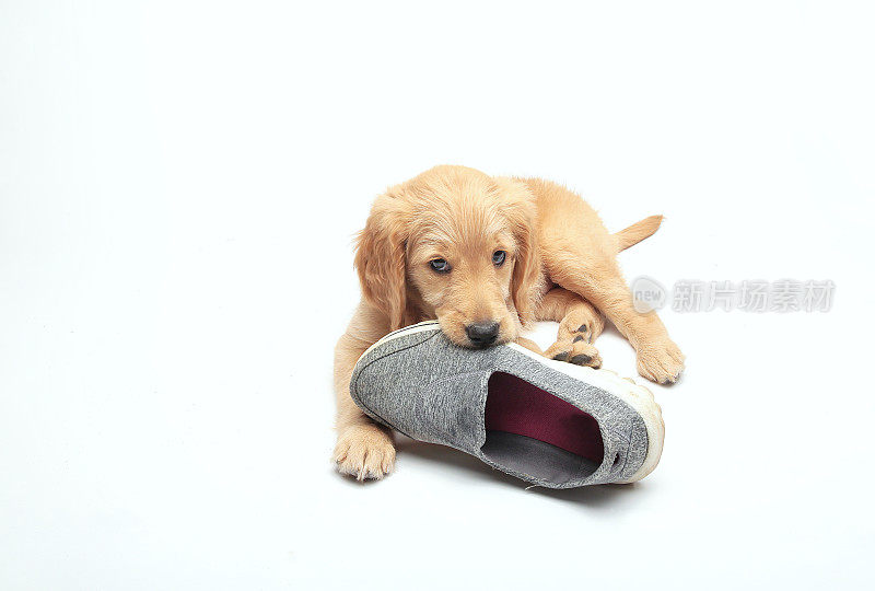 小狗和鞋拖鞋