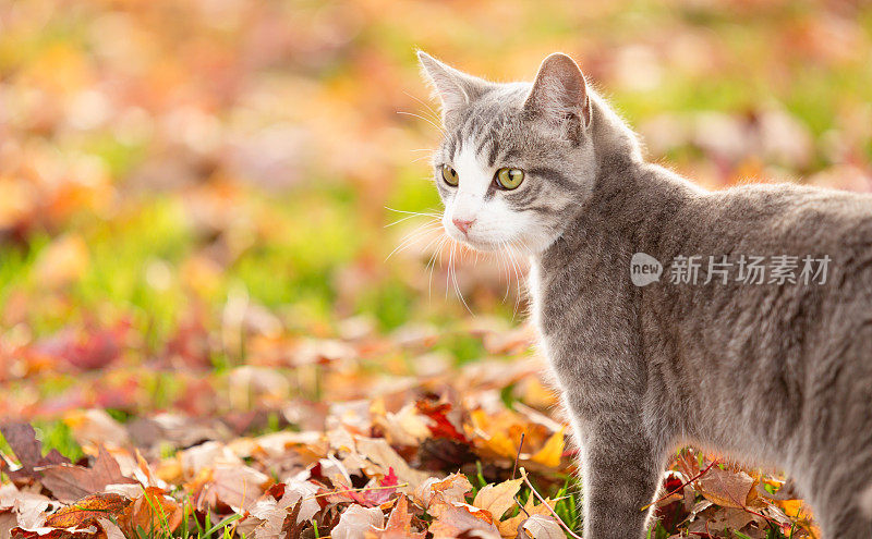 灰条纹虎斑猫在秋叶户外望着别处