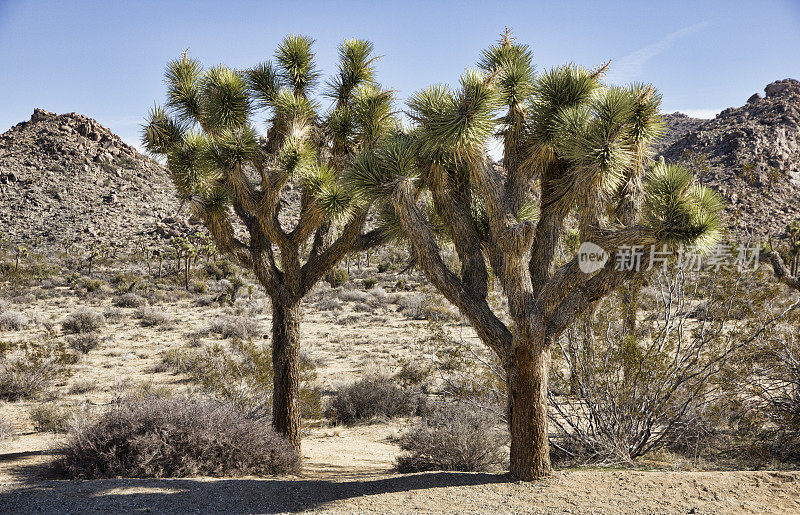 加利福尼亚莫哈韦沙漠的两棵约书亚树