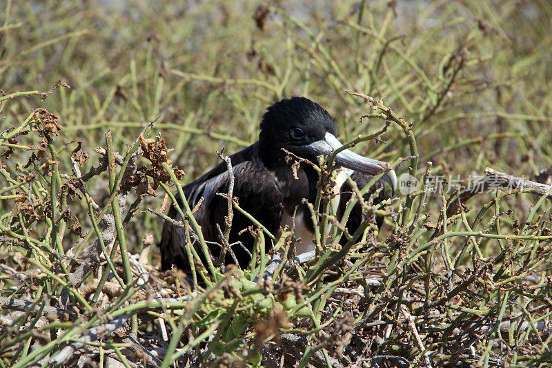 加拉帕戈斯群岛:军舰鸟在北西摩岛筑巢