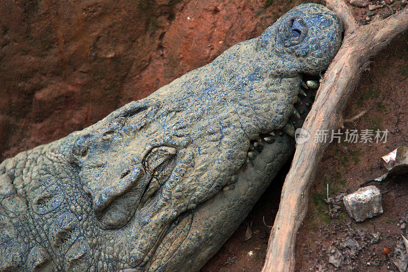 马达加斯加:曼塔迪亚国家公园的尼罗河鳄鱼