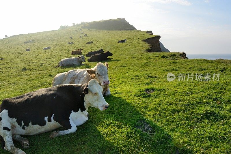 多塞特侏罗纪海岸的奶牛