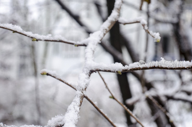 冰雪覆盖的冬季树木