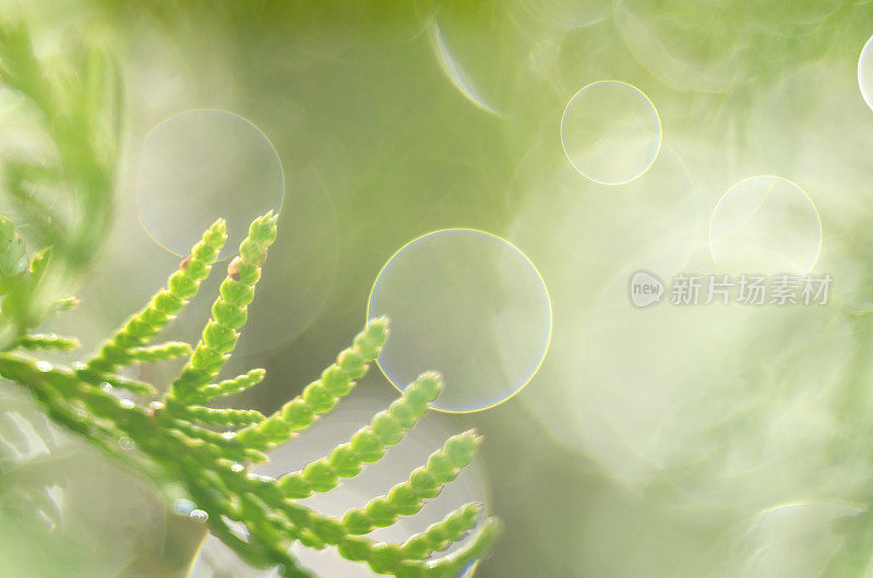 雨滴落在柏树上