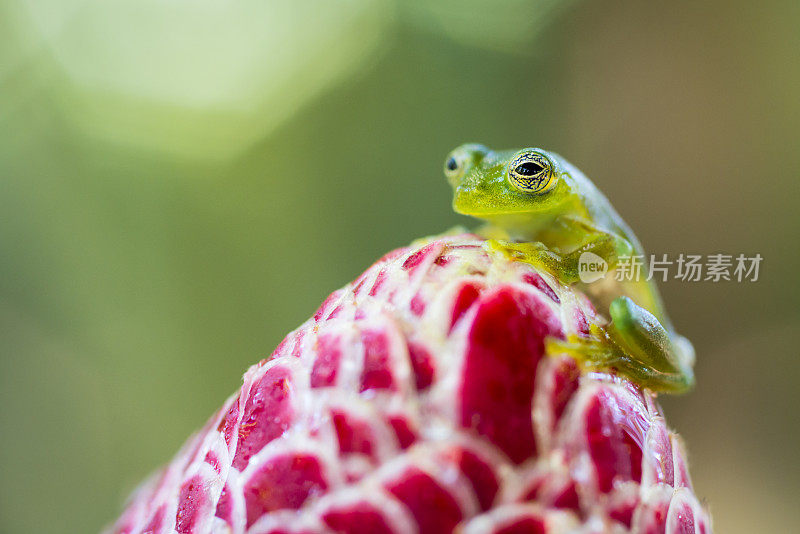 玻璃蛙爬在花上，哥斯达黎加动物