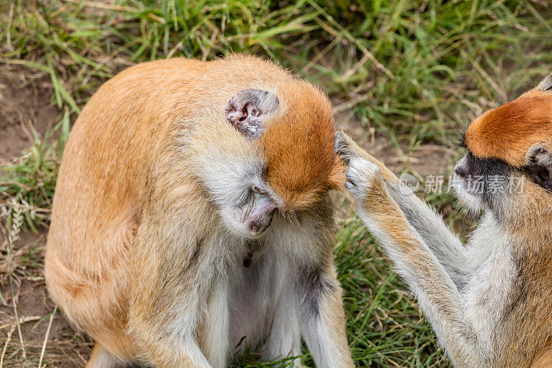 两只帕塔斯猴子互相照顾
