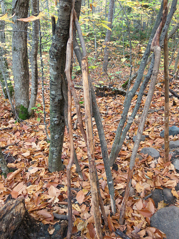 阿迪朗达克纽约秋天森林地板，桦树，落叶