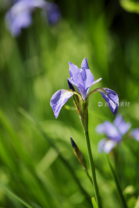 鸢尾花在花园里