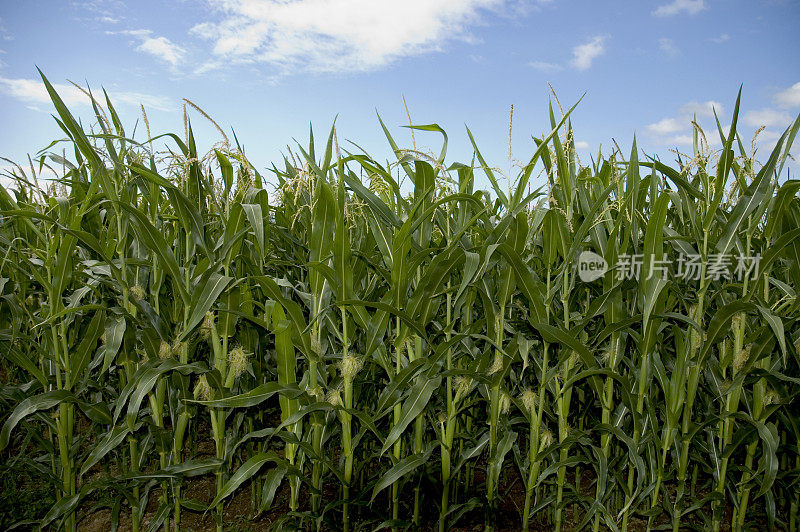 印第安玉米夏季景观