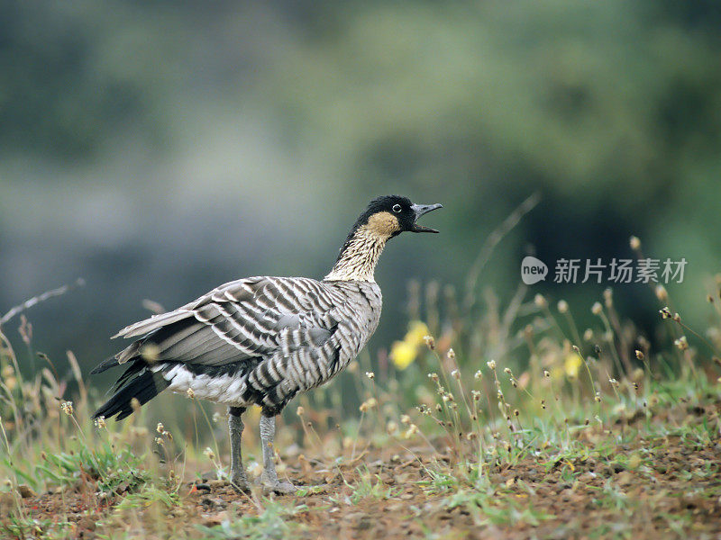 叫夏威夷鹅