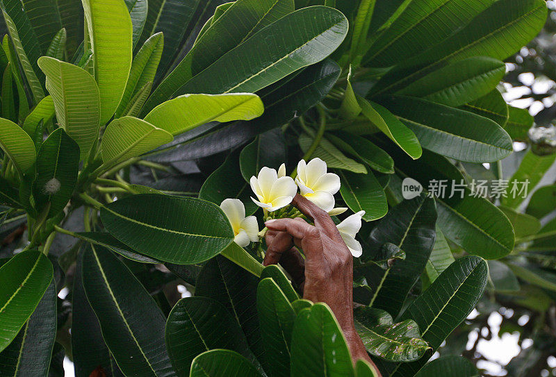 斯里兰卡男子采花
