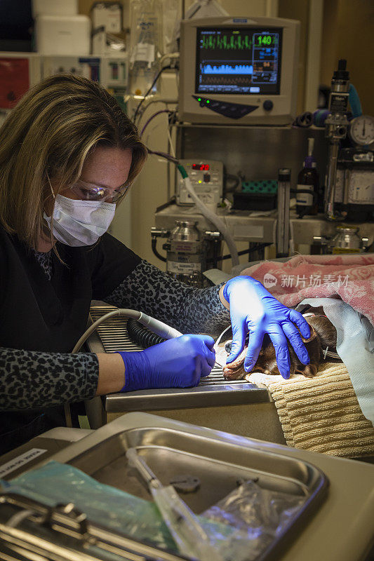 兽医技术员为猫做牙科工作