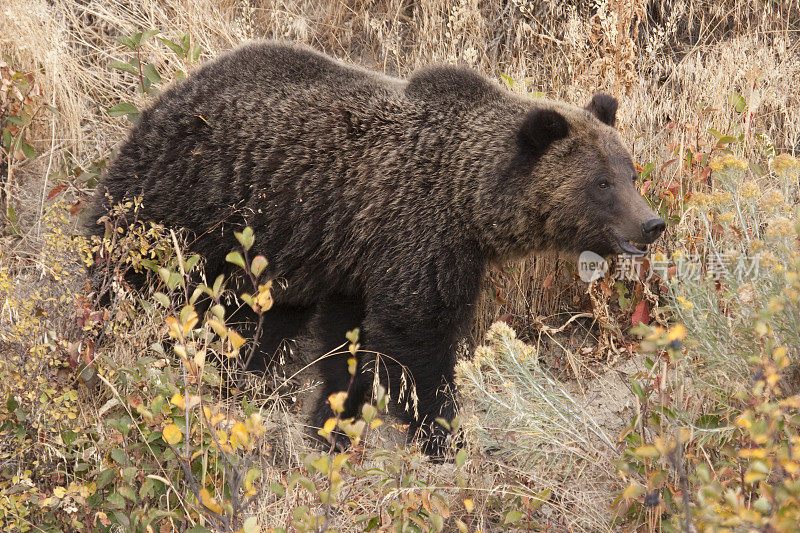 野生灰熊秋天的颜色大提顿国家公园怀俄明州