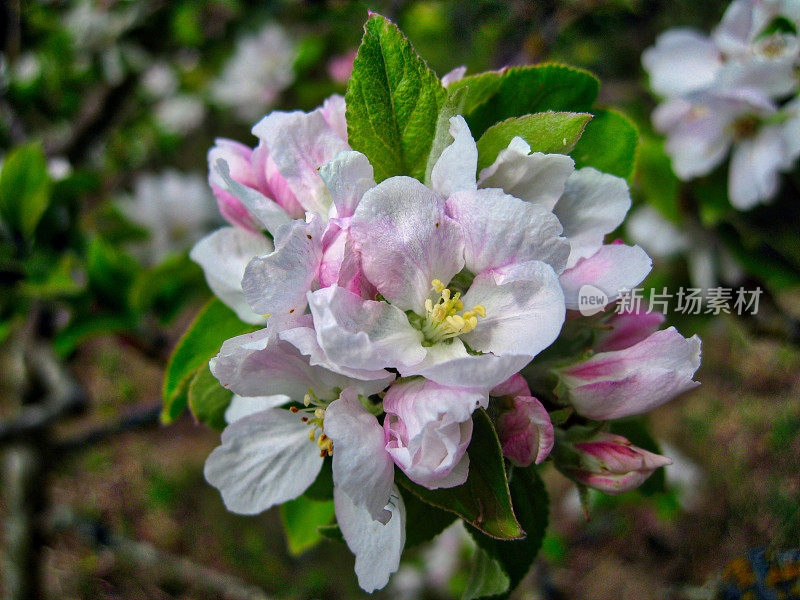 苹果树花近距离