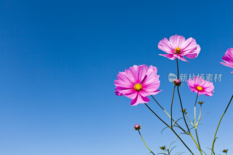 粉红色的宇宙花映衬着清澈的蓝天