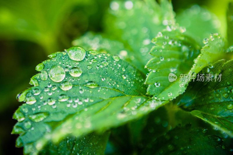 绿色的草莓叶子和雨滴