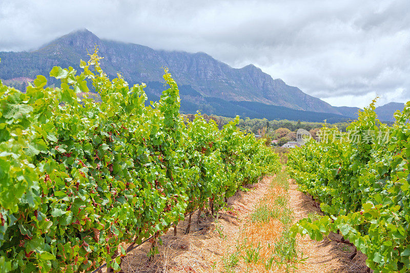 Stellenbosch葡萄园