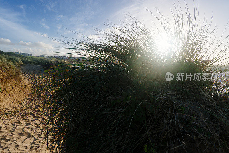 秋天的阳光从纽基菲斯特拉海滩的沙丘草中闪耀