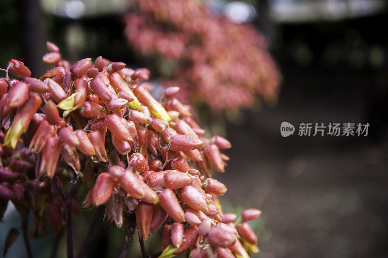 古巴盛开的红花