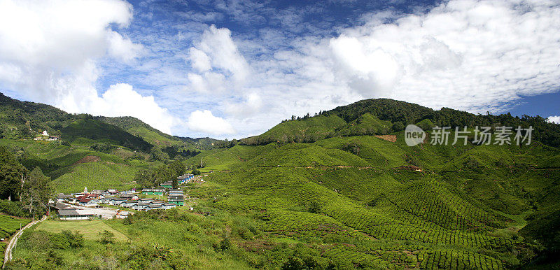 Boh茶园全景