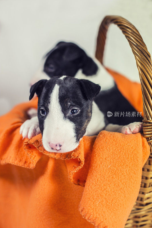 黑色和白色的斗牛梗幼犬