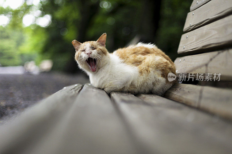 公园里的流浪猫