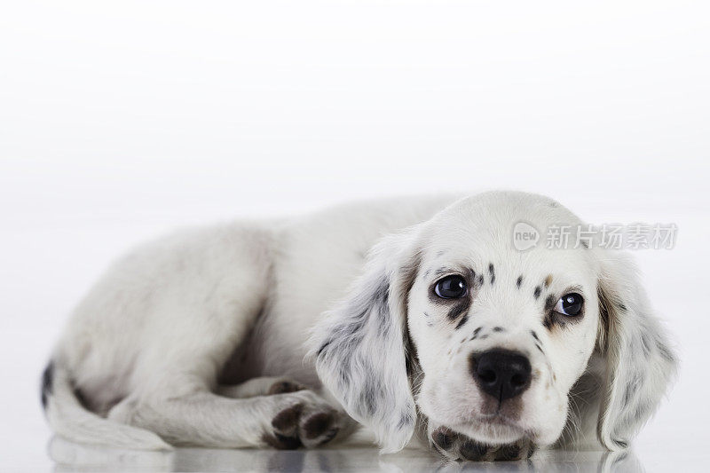 可爱的英国赛特犬小女孩