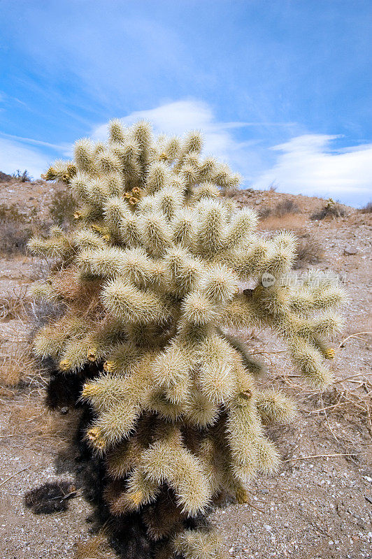 Cholla