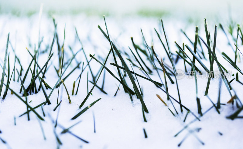 冬天初雪后冻住的草