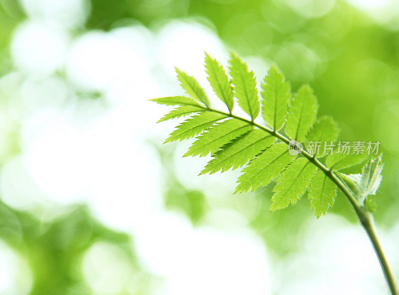 绿色的花楸树叶