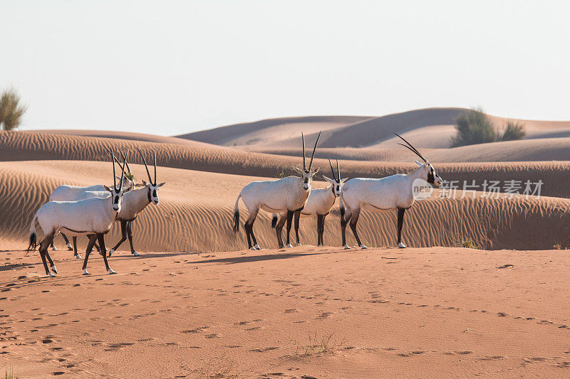 日出后沙漠中的阿拉伯大羚羊(白羚羊)。
