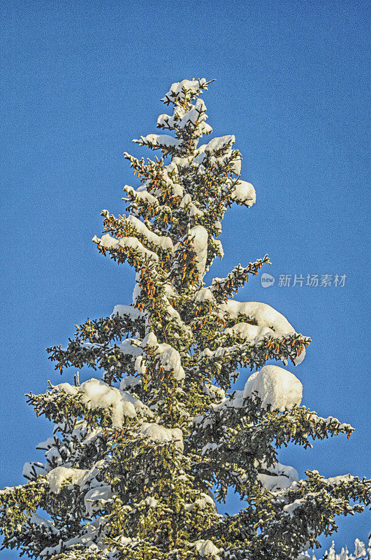 树上的雪——阿拉斯加