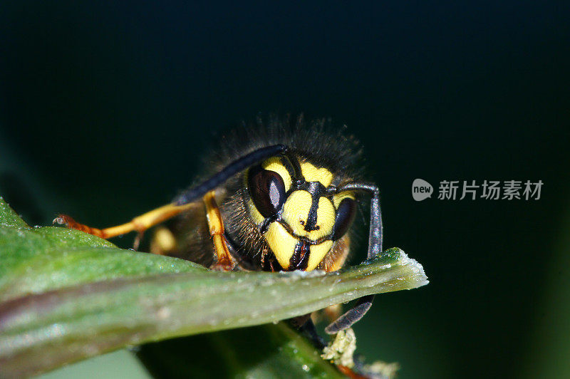 喂食黄蜂