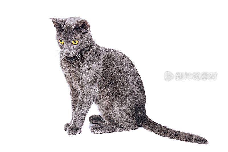 年轻的俄罗斯蓝猫与黄色的眼睛在孤立的背景