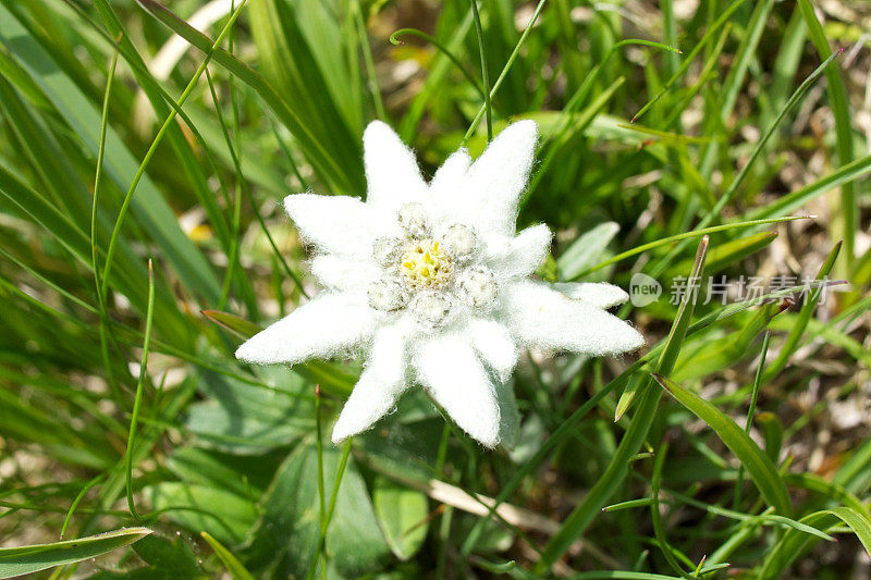 雪绒花