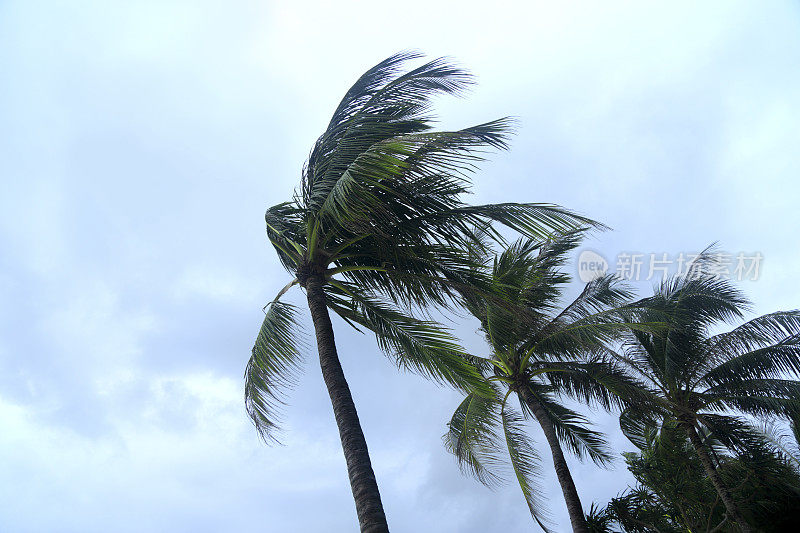 热带风暴和棕榈树