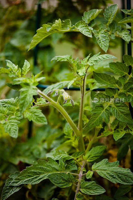 成熟的绿色番茄植株与新的黄色开花