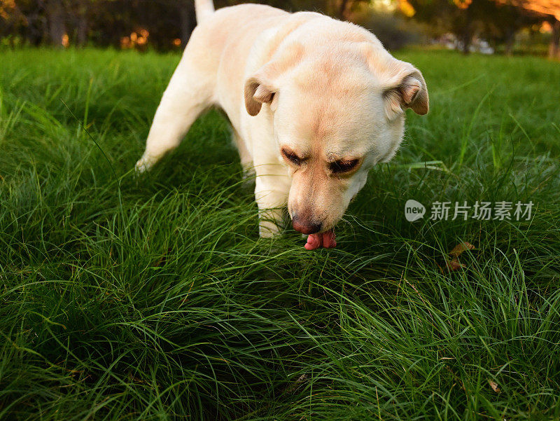 拉布拉多寻回犬