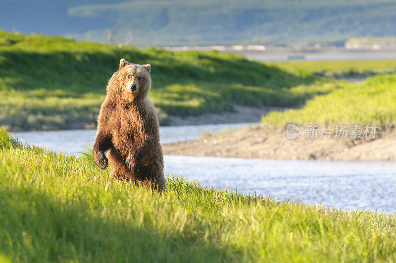 站立的熊在黄昏河景观