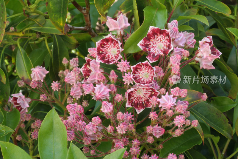 粉红色开花植物特写镜头