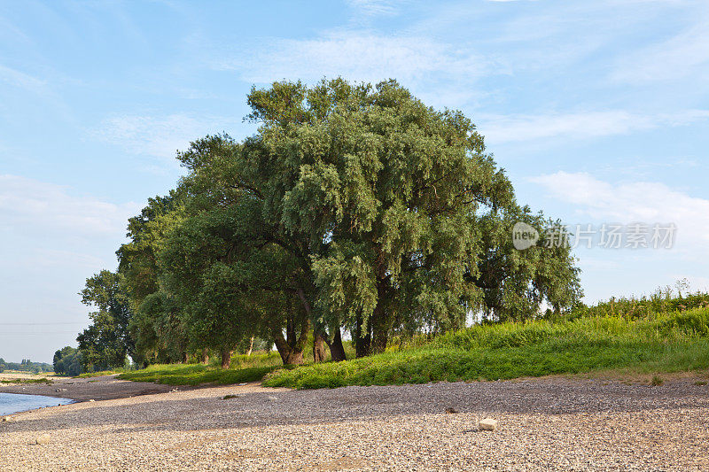莱茵河上的柳树