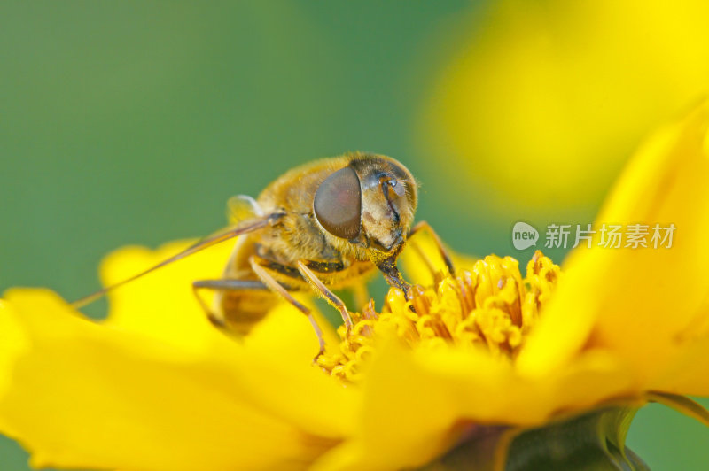 粪蜂在蜱籽花上