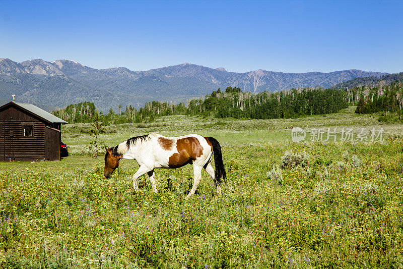 景观。一幅画描绘了在牧场上吃草的马。洛基山脉。蒙大拿。