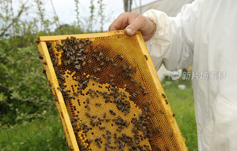 养蜂人捧着蜂蜜架